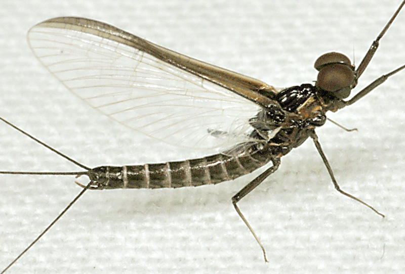 Leptophlebiidae: Choroterpes sp. ?  S, Choroterpes picteti, maschio